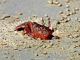 Galapagos 1-2-07 Bachas Ghost Crab